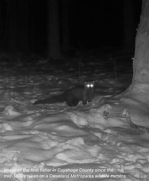 rare animal caught on camera 6