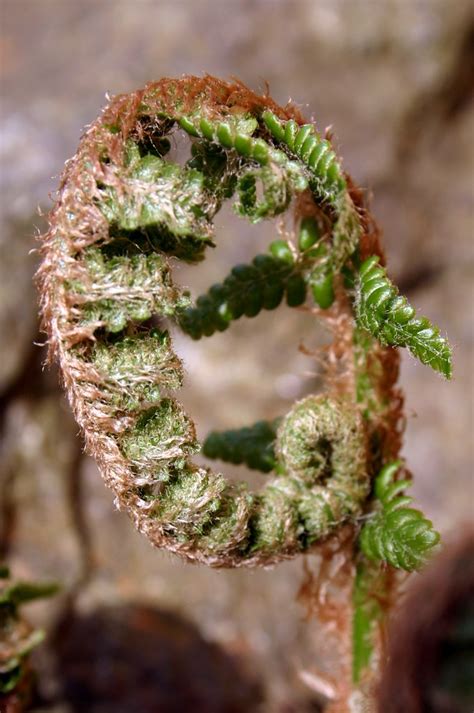 Fern Ring Ii Till Westermayer Flickr