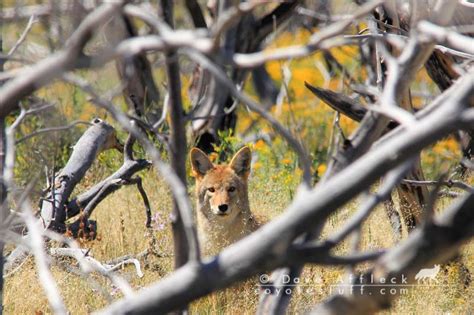 Coyote Behavior Applied to Coyote Calling – Coyote Stuff