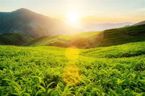 Premium Photo | Tea plantation in cameron highlands, malaysia