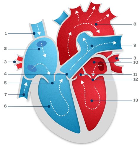 Top 6 der weg des blutes durch das herz einfach erklärt 2022