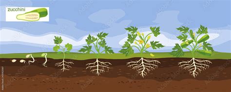 Landscape With Life Cycle Of Squash Plant Growth Stages From Seeding