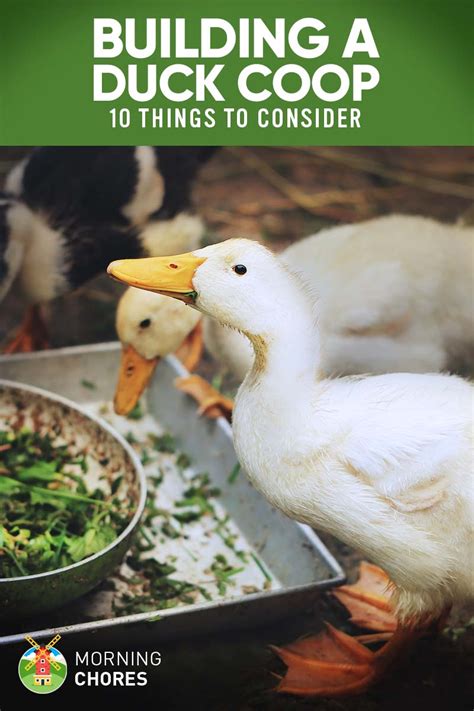 10 Important Things to Consider When Building a Duck Coop