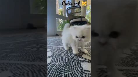 Animal Lover 😍 Cute Cat 😸 Cute Dogs 🦮 Cutee Trendingvideo Short