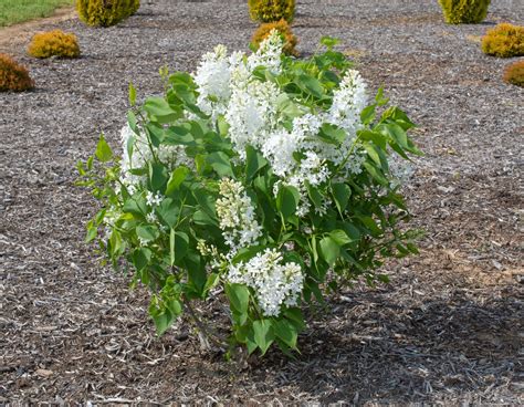 New Age White Syringa Bloomables