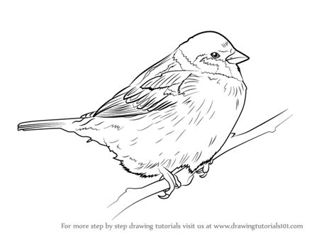 Step by Step How to Draw a Tree Sparrow : DrawingTutorials101.com