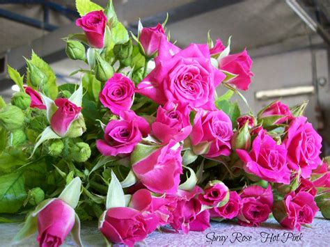 Rose Varieties - Bagala Bros Australia