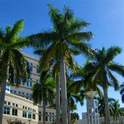 Nova Southeastern University