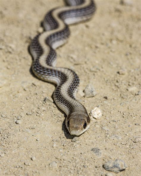 Patch Nosed Snake Salvadora Hexalepis Virgultea Caliente Flickr