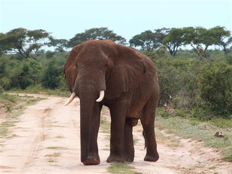 Vanishing giants: Study reveals shocking decline of large mammals in ...