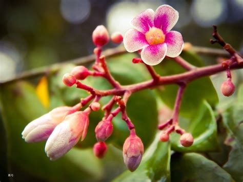 Carambola Flower by seek-and-hide on DeviantArt