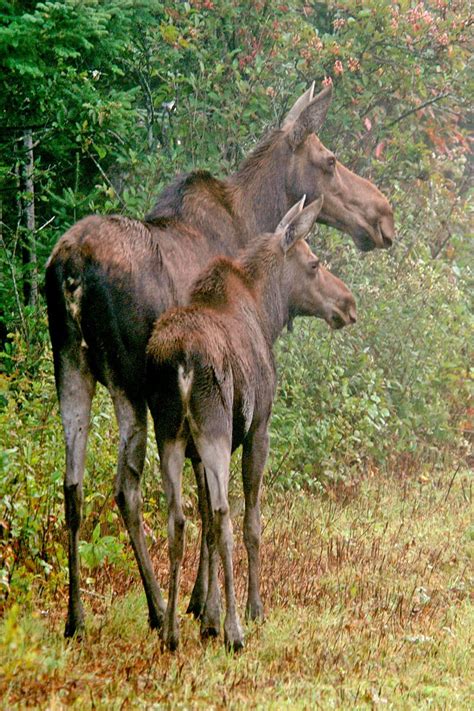 Moose and Calf, Baby Moose, Moose Photos, New England Wildlife, Title ...