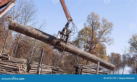 Stacking Tree Logs At A Sawmill Stock Image Image Of Cutting Stack