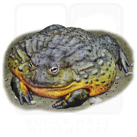 Giant African Bullfrog - Signed Fine Art Print - inkart