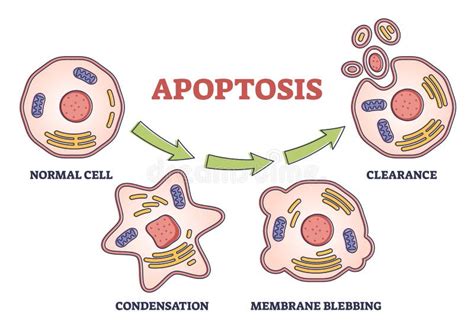 Etapas Del Proceso De Apoptosis Como Muerte Celular Programada En El