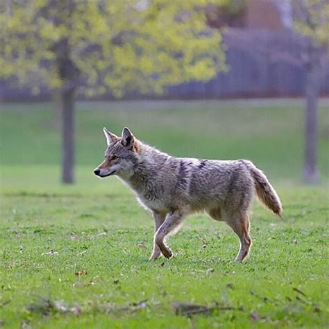 Map Coyote Sightings In York Region