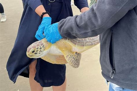 Two Sea Turtles Rescued From Freezing Temperatures In Texas Released