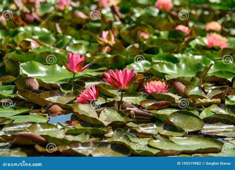 Red Water Lily AKA Nymphaea Alba F. Rosea in a Lake Stock Photo - Image ...