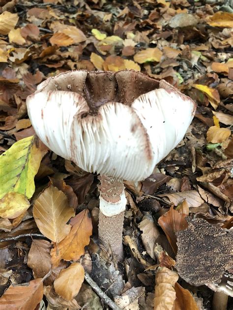 Perlpilz Amanita Rubescens Perlpilz Amanita Rubescens Flickr