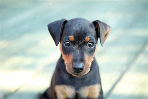 The Miniature Pinscher puppy — Stock Photo © pozitivstudija #12560985