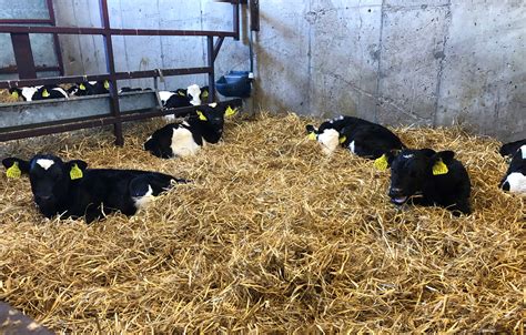 The Key Aspects Of A Good Calf Shed Agrilandie