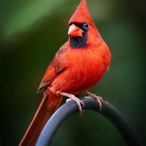 Cardinal on the Green