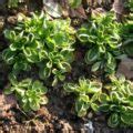 Quelles Sont Les Salades Semer En Automne Et En Hiver