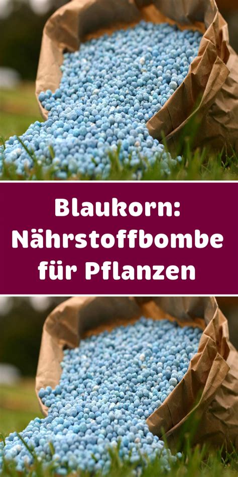 Blaukorn Nährstoffbombe für Pflanzen in 2020 Pflanzen Korn