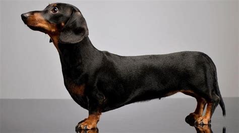 Short Legged Dog Breeds | The Best Rare and Unique Dog Breeds