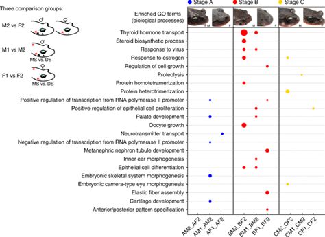 Genomic And Transcriptomic Insights Into Molecular Basis Of Sexually