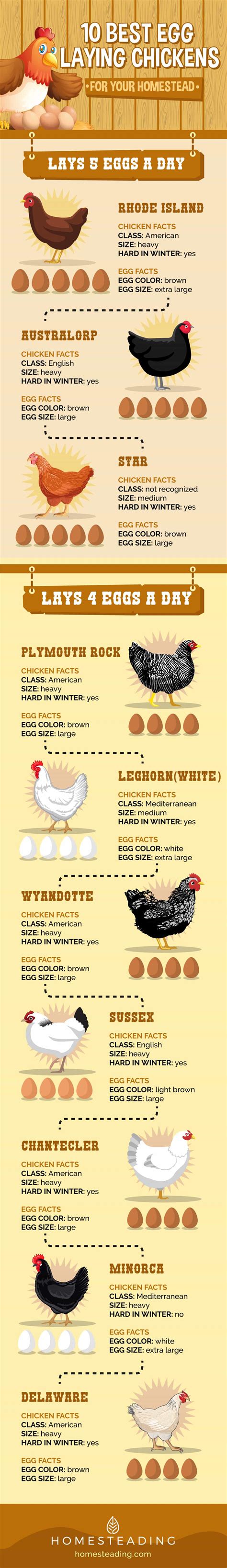 Best Egg Laying Chickens Chart Nbkomputer