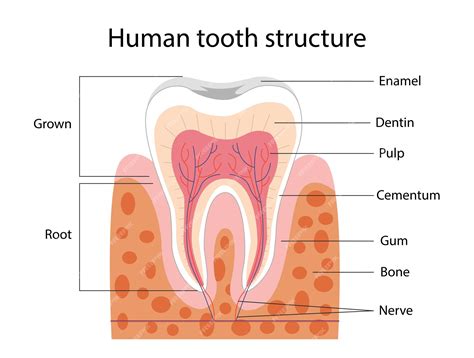 Premium Vector | Human tooth structure concept medical infographics and