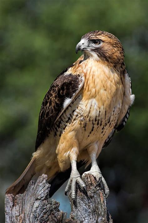 Red Tailed Hawk Photograph Red Tail Hawk Portrait By Dale Kincaid