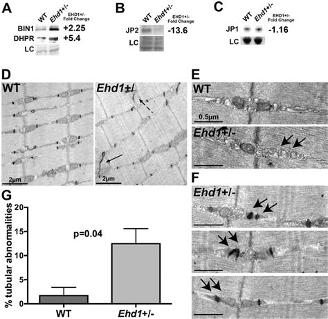 Misexpression Of Triad Proteins And Expansion Of The T Tubule