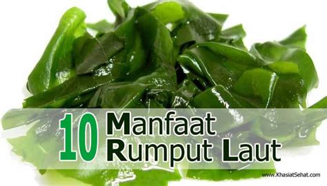 10 Manfaat Rumput Laut untuk Kesehatan - Khasiat Sehat