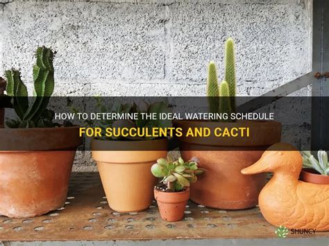 How To Determine The Ideal Watering Schedule For Succulents And Cacti Shuncy