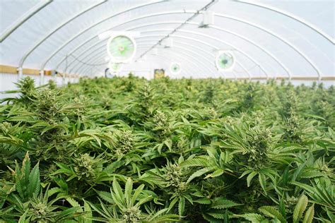 Automation In Cannabis Cultivation A Beginners Guide