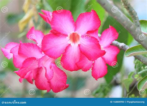 Desert Rose Flowers stock photo. Image of nature, botanical - 16888998