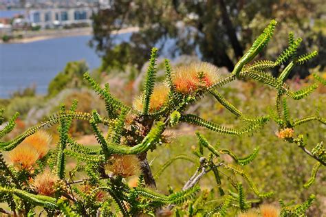 Western Australian Flora