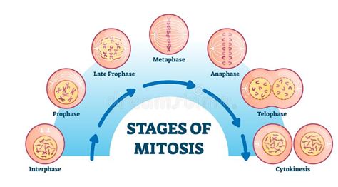 Stages Of Mitosis Vector Illustration Diagram Cell Division Process