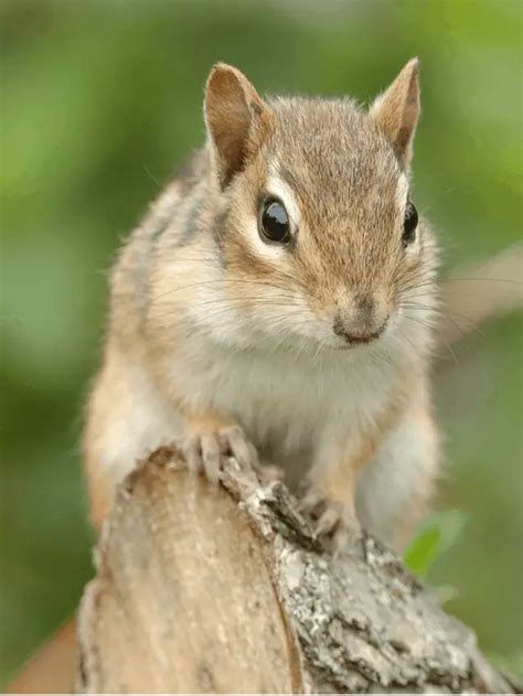 How to Keep Chipmunks Out of Gardens? - Gardening Dream