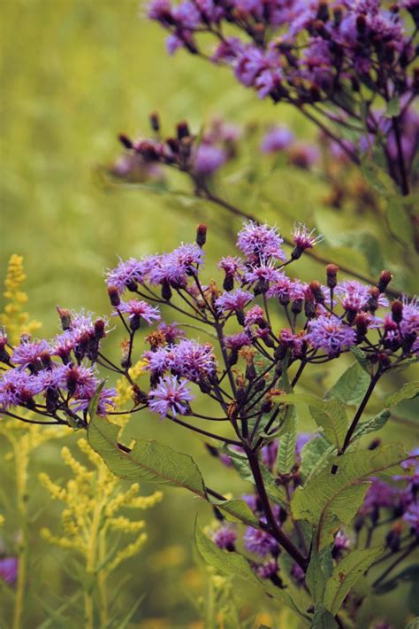 POLLINATOR PLANT Upland Ironweed Vernonia Glauca Fulton County