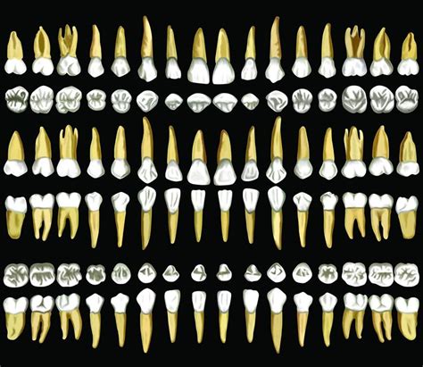 Human teeth diagram Dental Anatomy, Human Anatomy, Teeth Diagram, Human ...