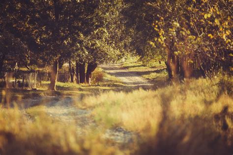 Country Road Walk Ivan Nikolaichuk Flickr