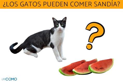 ¿los Gatos Pueden Comer Sandía Descubre Cómo Puedes Ofrecérsela A Tu