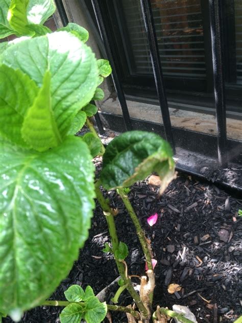 Curling Leaves On Hydrangea