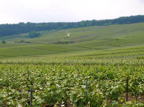 Champagne Bardoux Père Fils Viticulteurs Propiétaires à