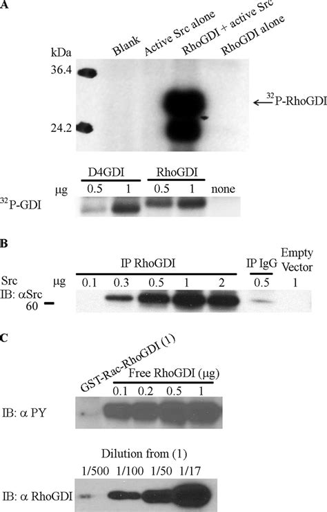 Src Phosphorylates Uncomplexed RhoGDI At Tyrosine 156 In Vitro A Src