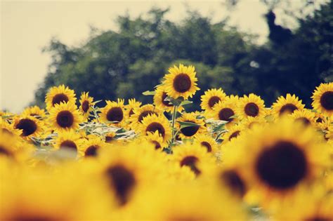 Anime Sunflower HD Wallpapers - Wallpaper Cave | Sunflowers background ...