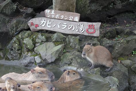 Japan, Capybaras, and Me: A Love Story